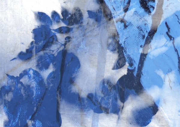 Chambercombe Woods, 6am (c) Gwyn Ardyth